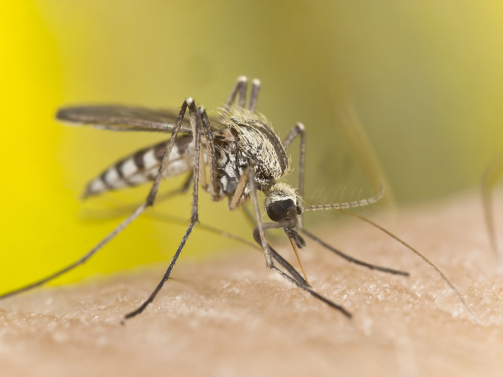 mosquito-bugs-in-colorado